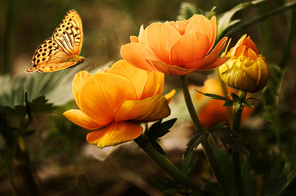 C'est quoi un jardin ?