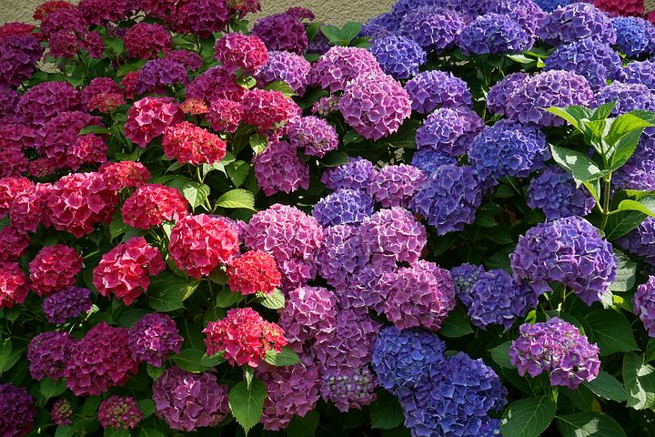 Faut-il des compétences spécifiques pour s'occuper d'un jardin ?