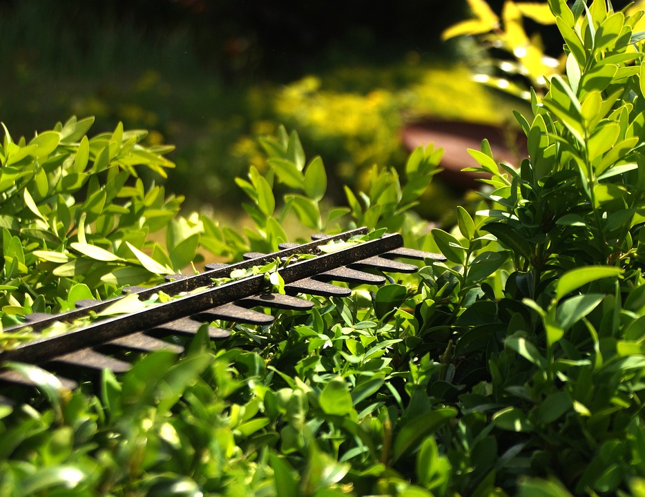 Quelles sont les qualités d'un bon jardinier ?