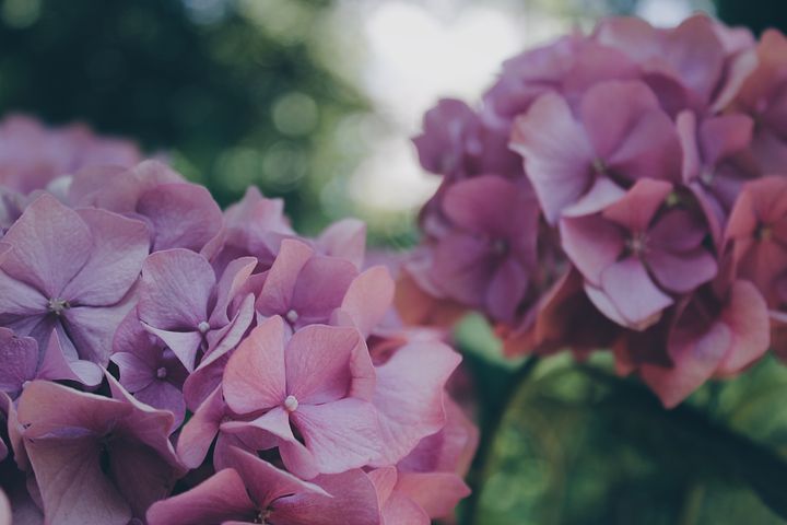 Choisir des plantes faciles à entretenir pour avoir un beau jardin en tout temps