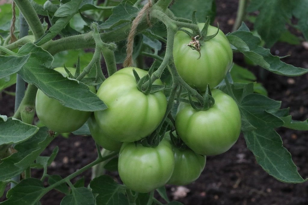 Des astuces pour réussir ses semis de tomates