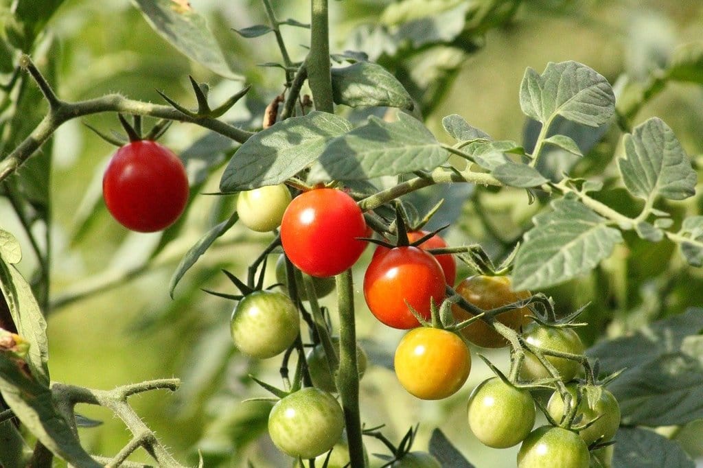 Des astuces pour réussir ses semis de tomates