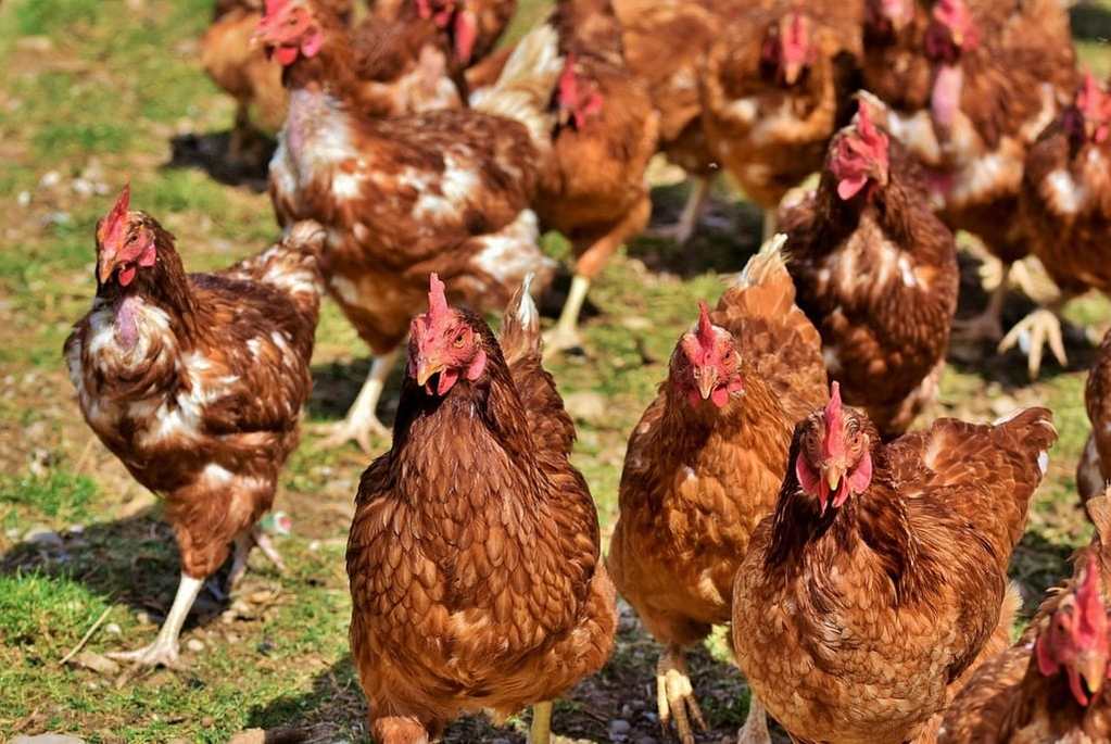 Elever des poussins avec succès grâce à des couveuses automatiques