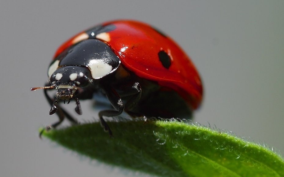 Les étapes pour introduire les coccinelles dans un jardin écologique
