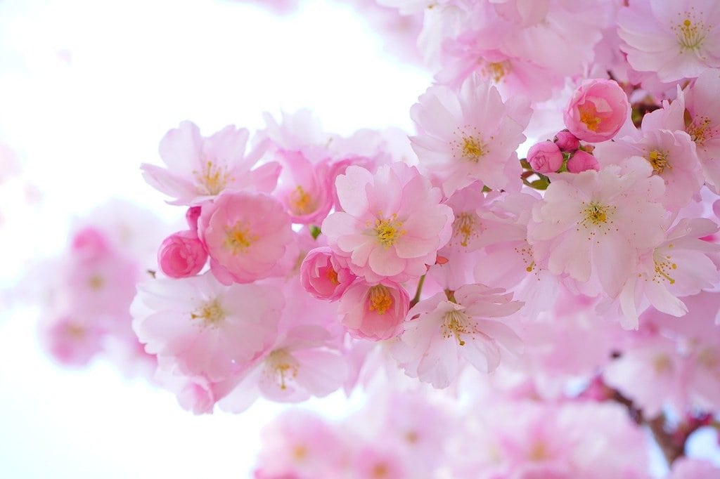 Les secrets pour réussir l'aménagement de son jardin